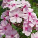 Phlox Flower Perennial Plant