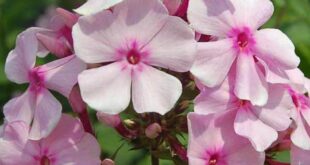 Phlox Flower Perennial Plant