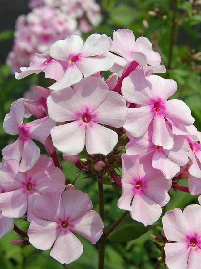 Phlox Flower Perennial Plant Beautiful Blooms: Everything You Need to Know About Phlox Flowers