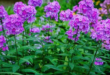 Phlox Flower Perennial Plant