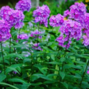 Phlox Flower Perennial Plant