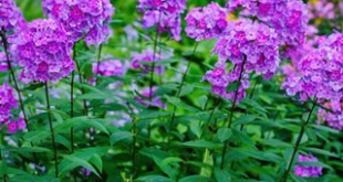 Phlox Flower Perennial Plant