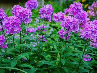 Phlox Flower Perennial Plant