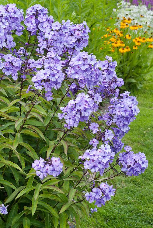 Phlox Flower Perennial Plant Growing Tips and Care Guide