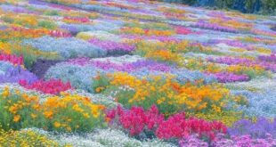 Phlox Flower Perennial Plant