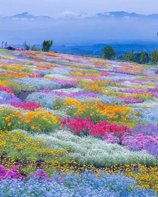 Phlox Flower Perennial Plant