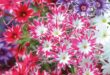 Phlox Flower Perennial Plant