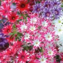 Phlox Flower Perennial Plant