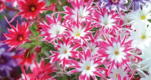 Phlox Flower Perennial Plant