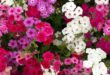 Phlox Flower Perennial Plant