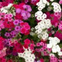 Phlox Flower Perennial Plant