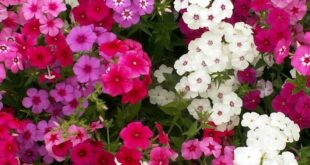 Phlox Flower Perennial Plant