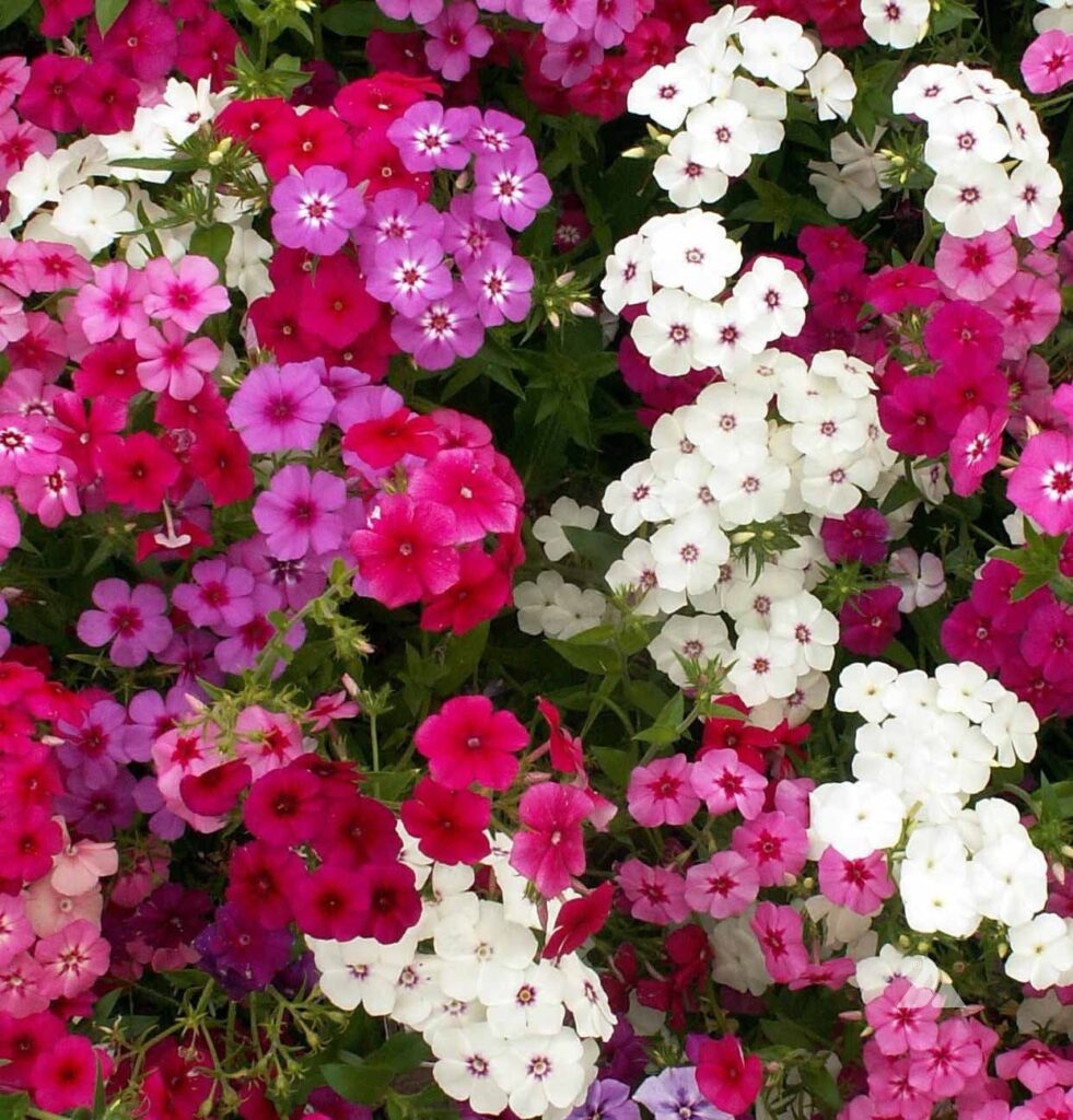 Phlox Flower Perennial Plant