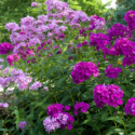 Phlox Flower Perennial Plant