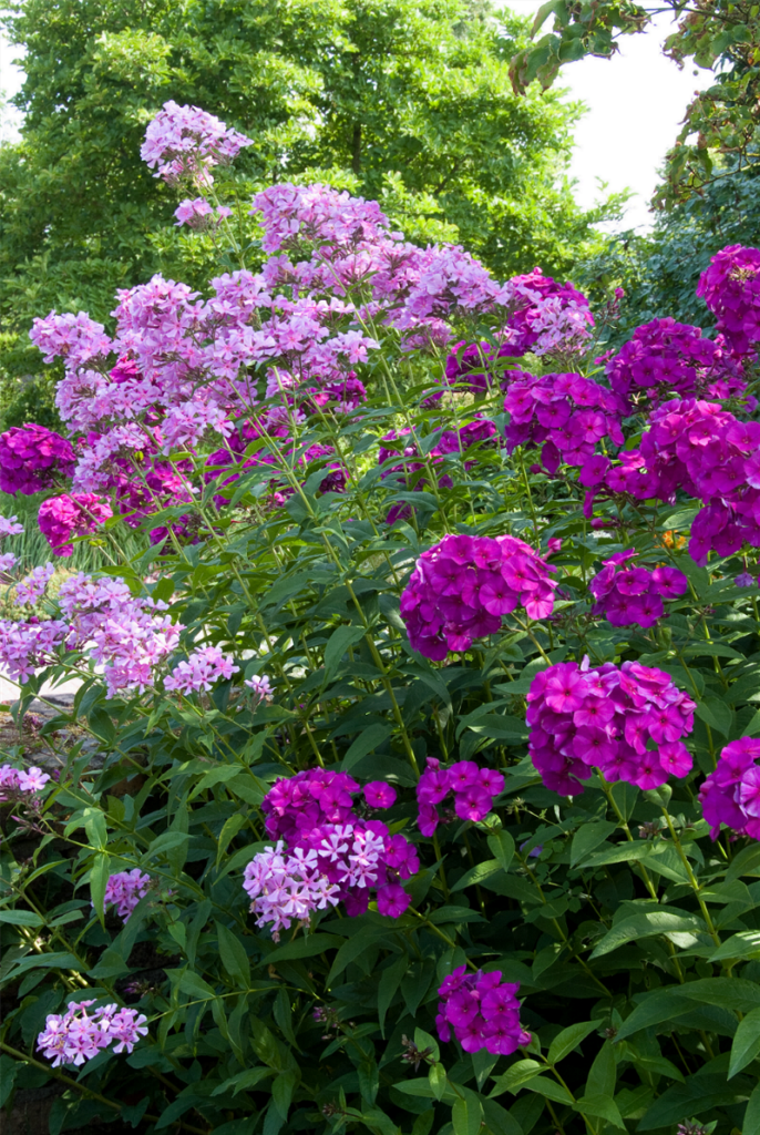 Phlox Flower Perennial Plant