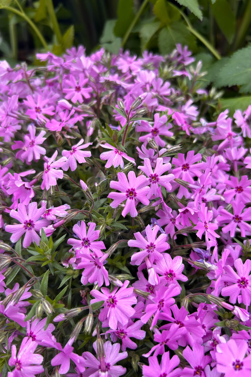Phlox Flower Perennial Plant Varieties and Care Tips