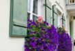 Planter Boxes Flowers