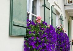 Planter Boxes Flowers