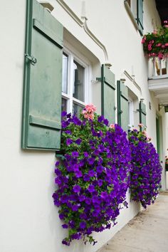 Planter Boxes Flowers