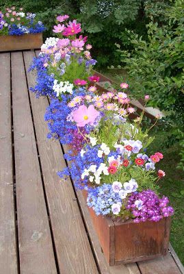 Planter Boxes Flowers