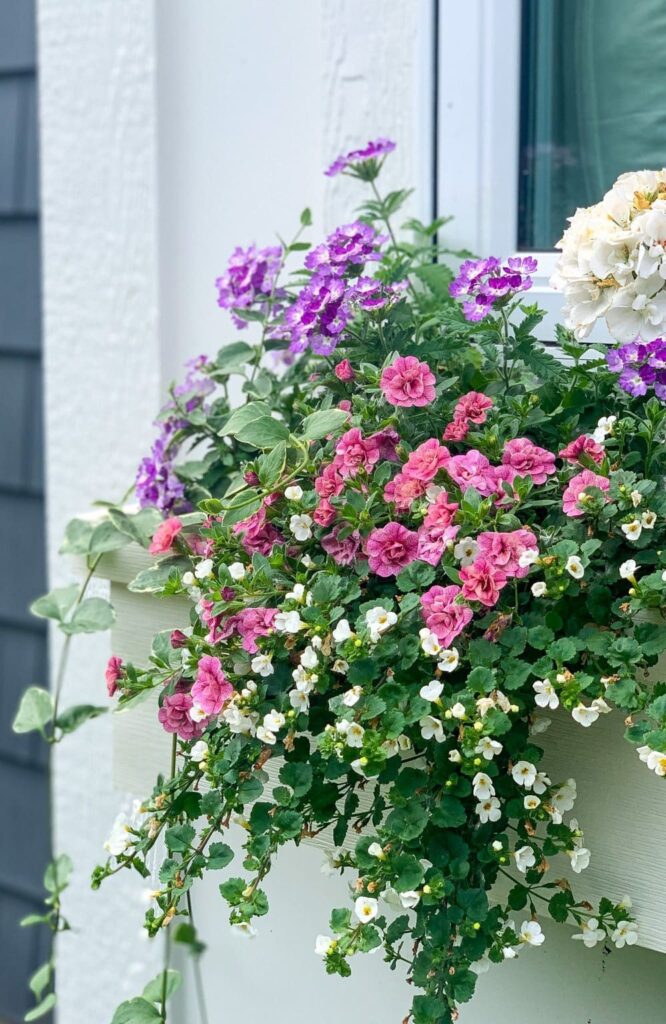 Planter Boxes Flowers