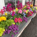 Planter Boxes Flowers