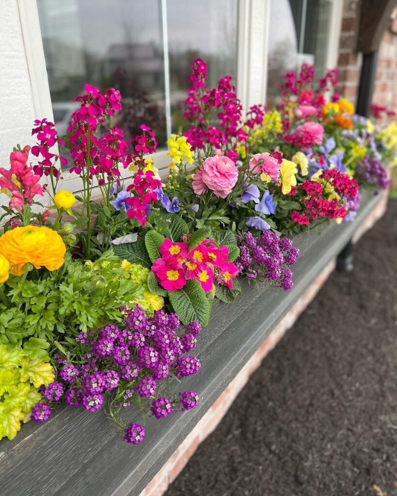 Planter Boxes Flowers