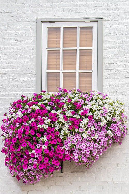 Planter Boxes Flowers