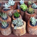 Planter Ideas