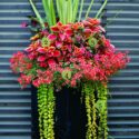 Planters For Front Porch