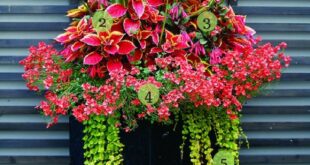 Planters For Front Porch