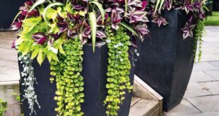 Planters For Front Porch