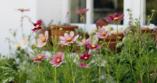 Planting Flowers