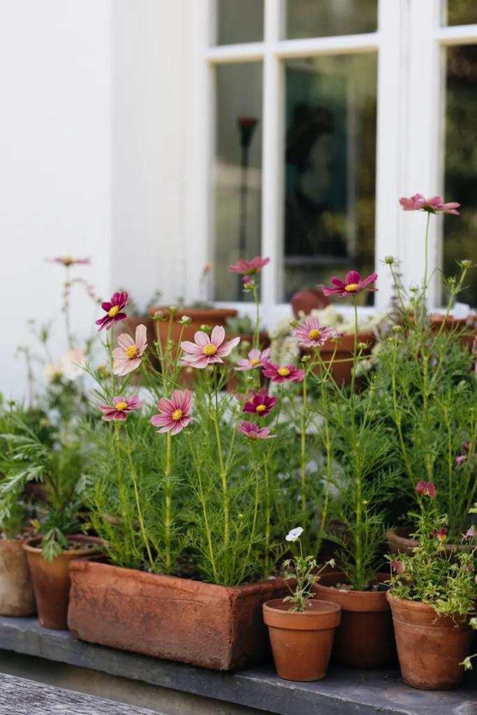 Planting Flowers