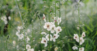 Planting Flowers