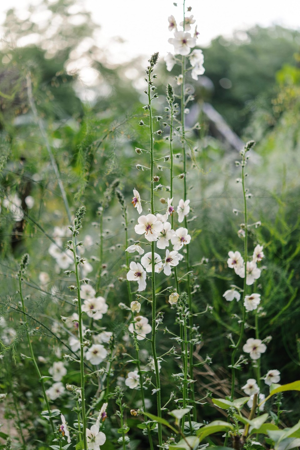 Planting Flowers Tips for Successfully Growing Beautiful Blooms in Your Garden