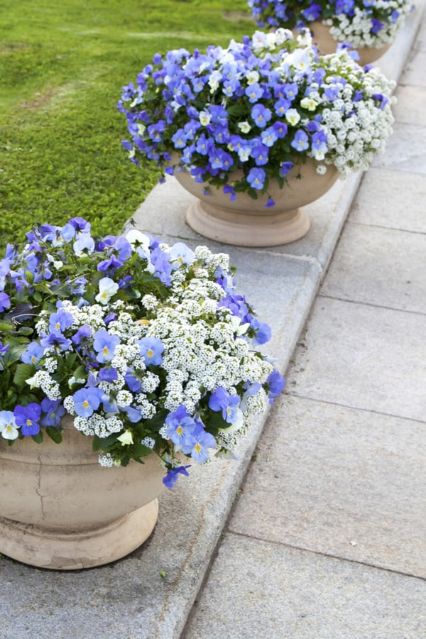 Planting Flowers for a Beautiful Garden