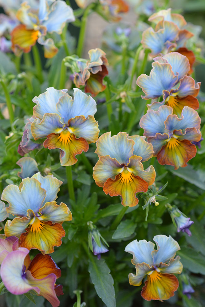 Planting Flowers for a Colorful Garden Bed