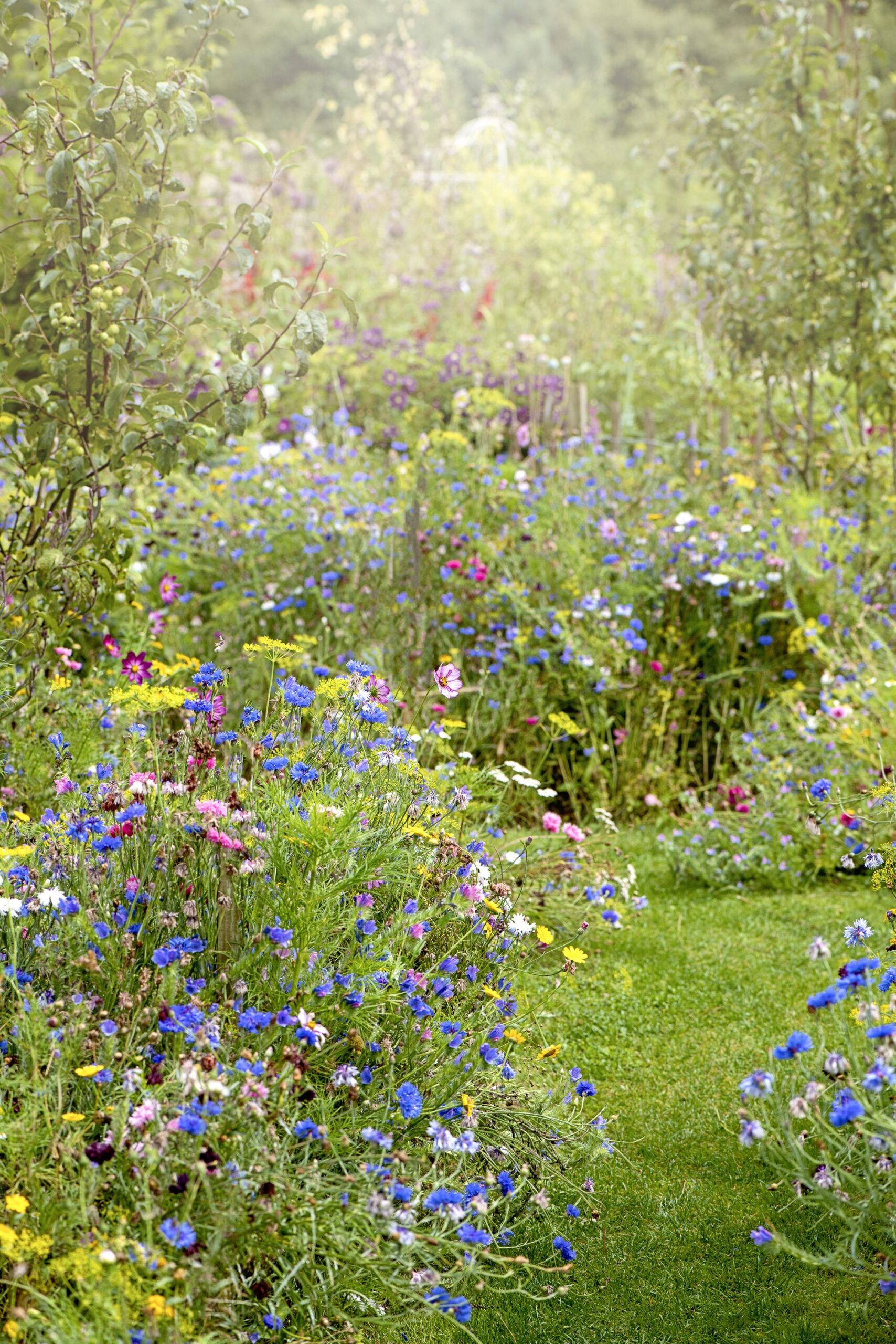 Wildflower Garden Beauty: Embracing Nature’s Diversity in Your Yard