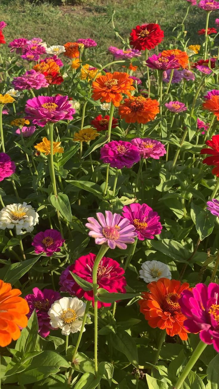 Planting Flowers the Ultimate Guide for Gorgeous Gardens