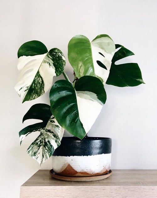 Plants How to Create a Lush and Green Environment in Your Home or Office