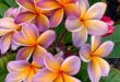 Plumeria Flowers