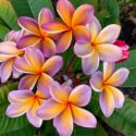 Plumeria Flowers