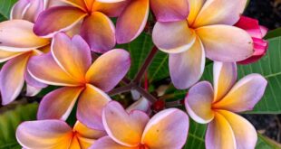 Plumeria Flowers