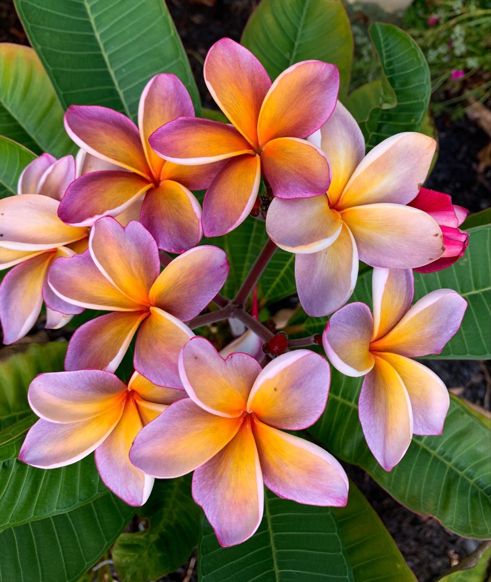 Plumeria Flowers 5 Beautiful and Fragrant Blossoms for Your Garden