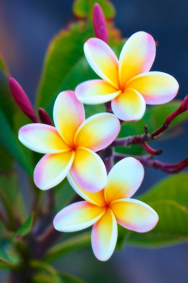 Plumeria Flowers- A Perfect Addition to Your Garden