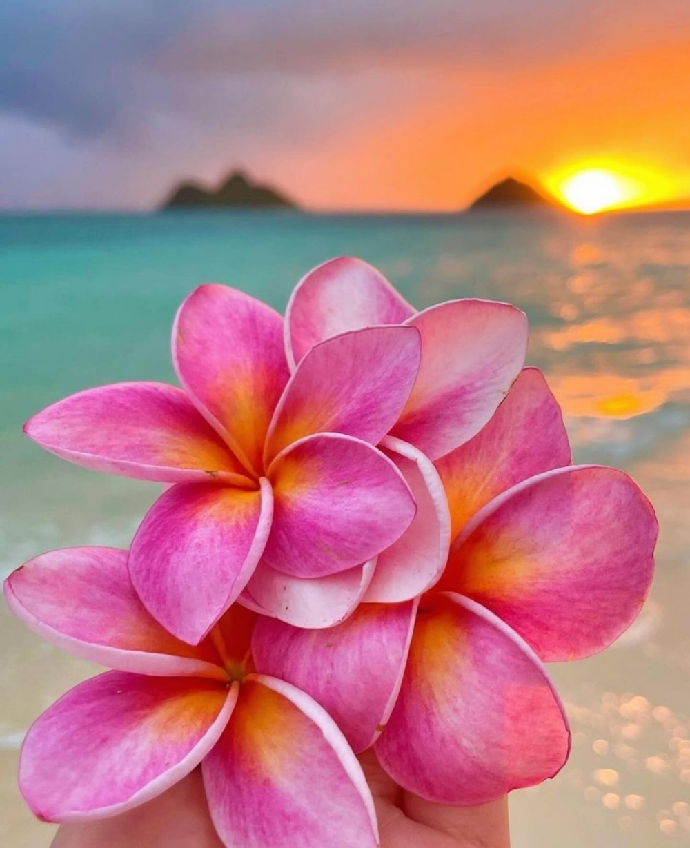Hawaiian Flowers Exotic Blooms of the Pacific Islands