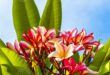 Plumeria Flowers