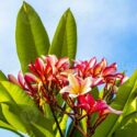 Plumeria Flowers