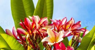 Plumeria Flowers